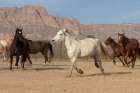 Horses in a corral on a ranch in Arizona. Art Print